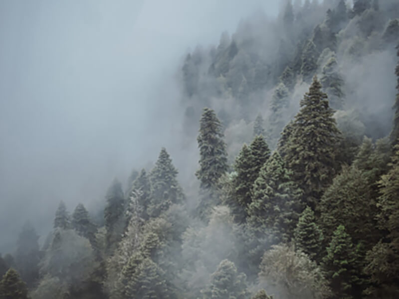 Фотография леса в тумане