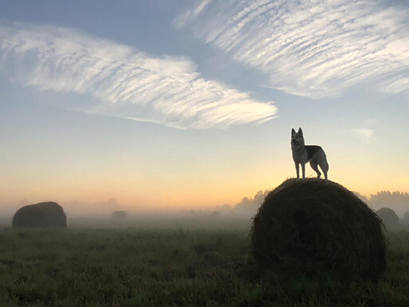 Фотография поля с рулонами сена и собакой